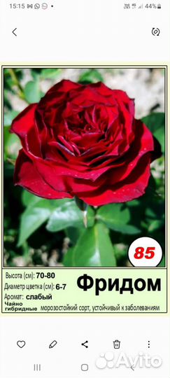 Розы многолетние