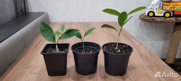 Плодоносящие цитрусовые растения