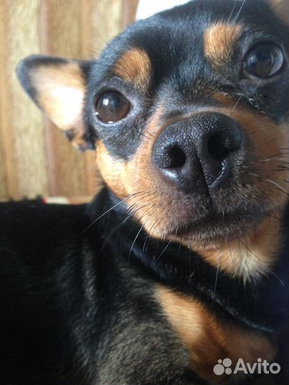 Кобель для вязки. Карликовый пинчер (помесь, метис