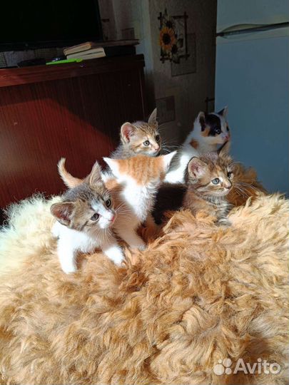 Котята в добрые руки