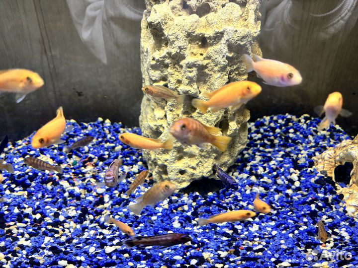 Рыбки цихлиды