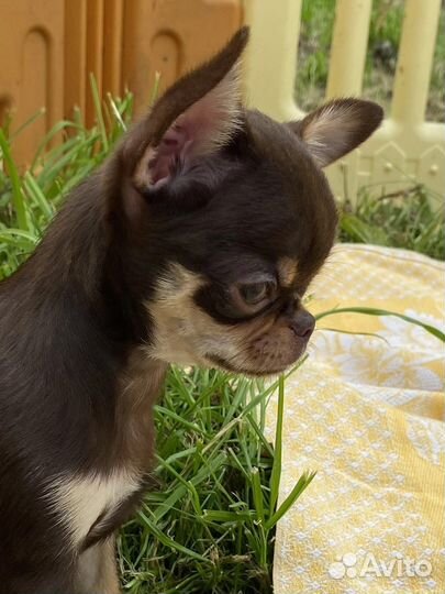 Шикарная красотка чихуахуа