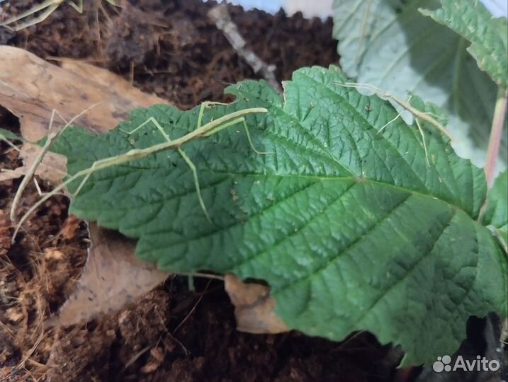 Анамские палочники