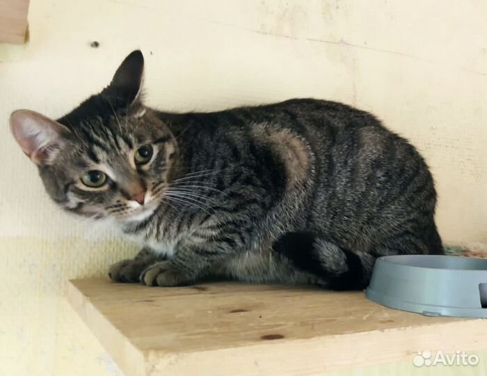 Кошечка Келли очень хочет домой