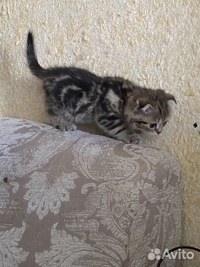 Шотландская вислоухая кот