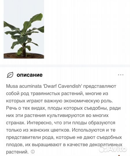 Пальма бананова