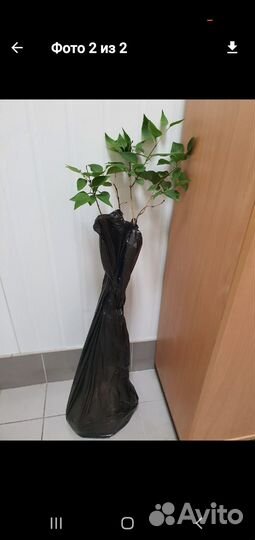 Саженцы сирени махровой