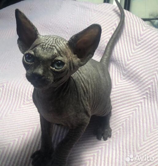 Канадский сфинкс