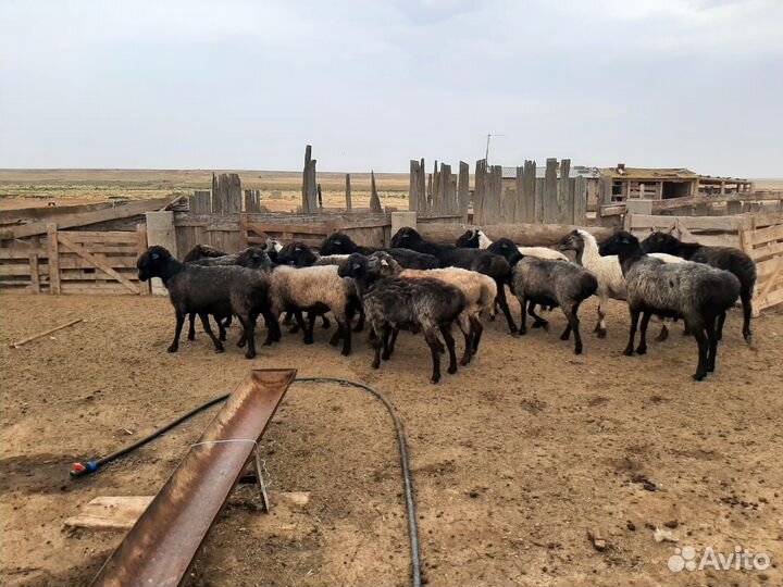 Курдючные бараны овцы