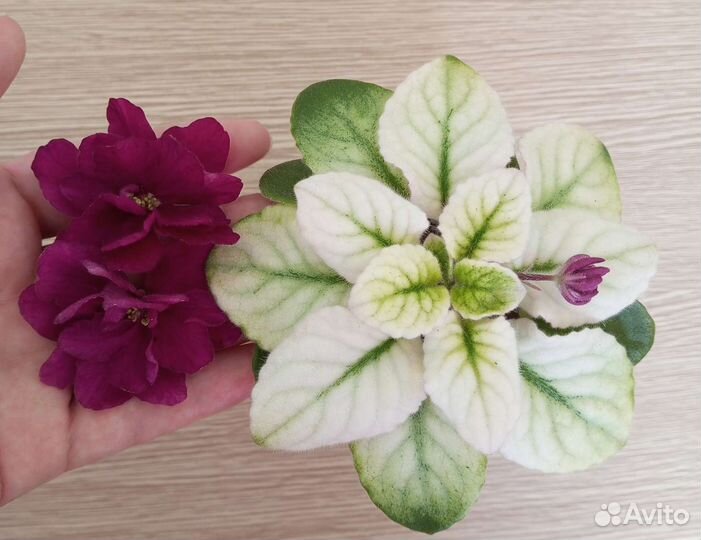 Фиалка - детки