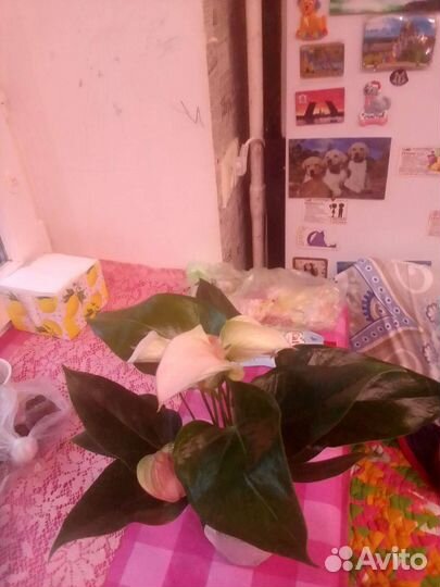 Комнатные цветы антуриум