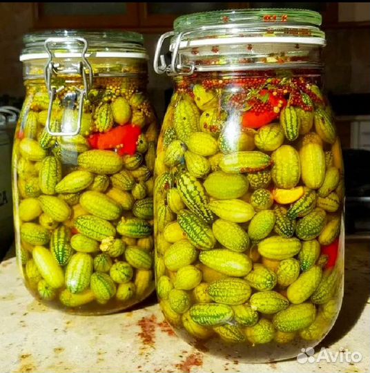 Рассада полосатики