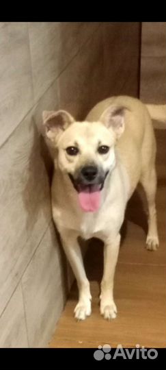 Маленькая стерильная приучена к выгулу