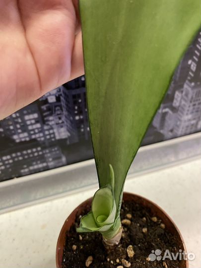 Сансивиерия муншайн