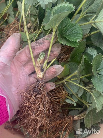 Клубника ремонтантная