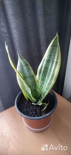 Сансевиерия трехполосная