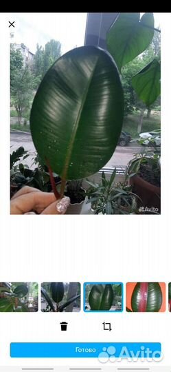 Фикусы лирата бомбино,ретуза,эластика