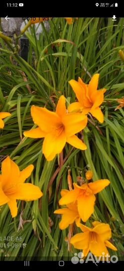 Многолетние цветы