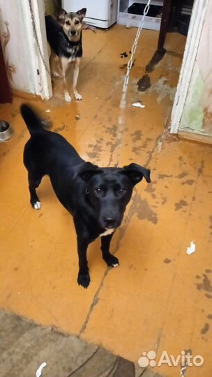 Собака, девочка в добрые руки