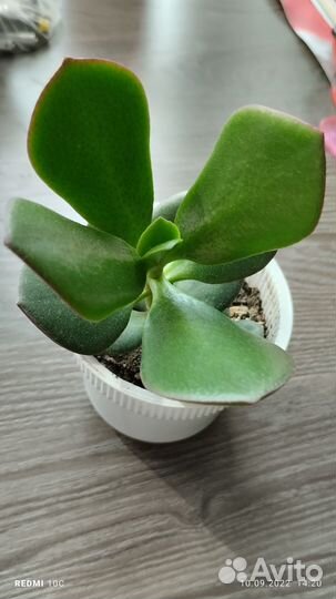 Толстянка (денежное дерево, в каждый )