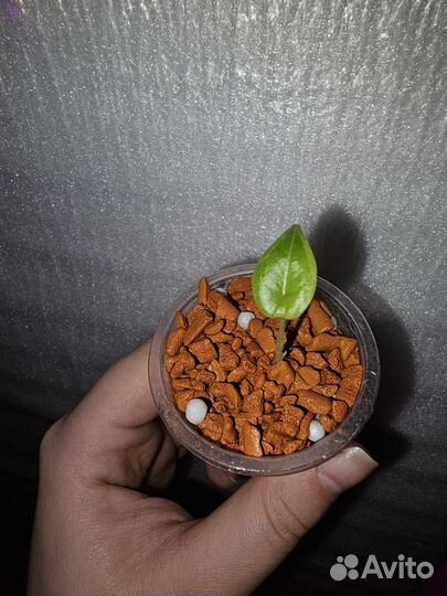 Алоказия махарани