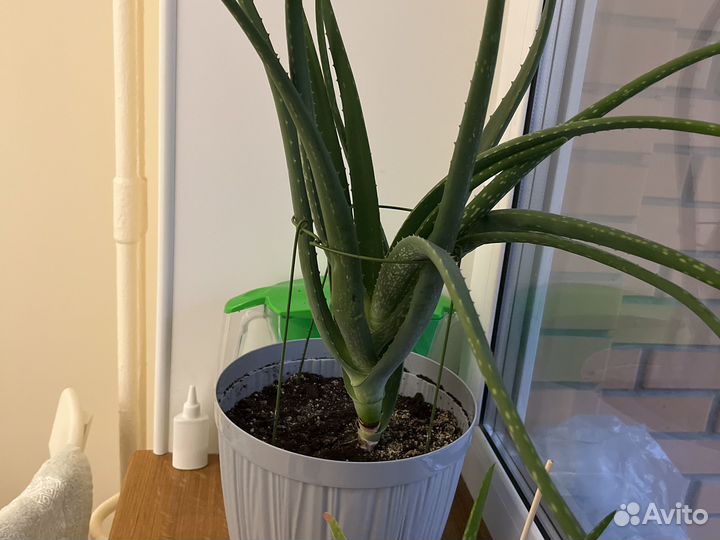 Алоэ столетник