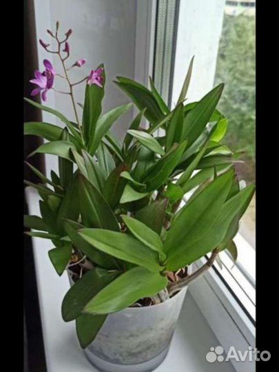 Орхидея дендробиум Берри ода