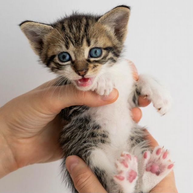 Котёнок в добрые руки