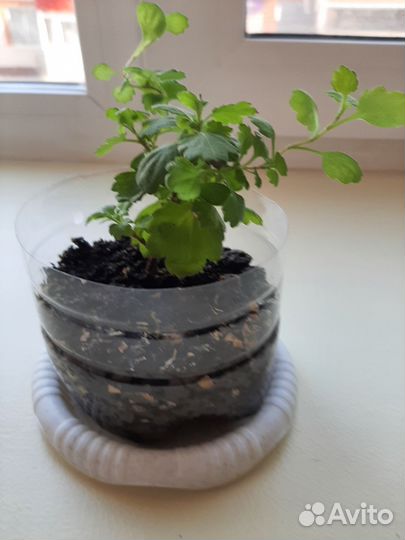 Хризантема шаровидная жёлтая