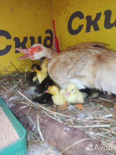 Утята мускусной утки