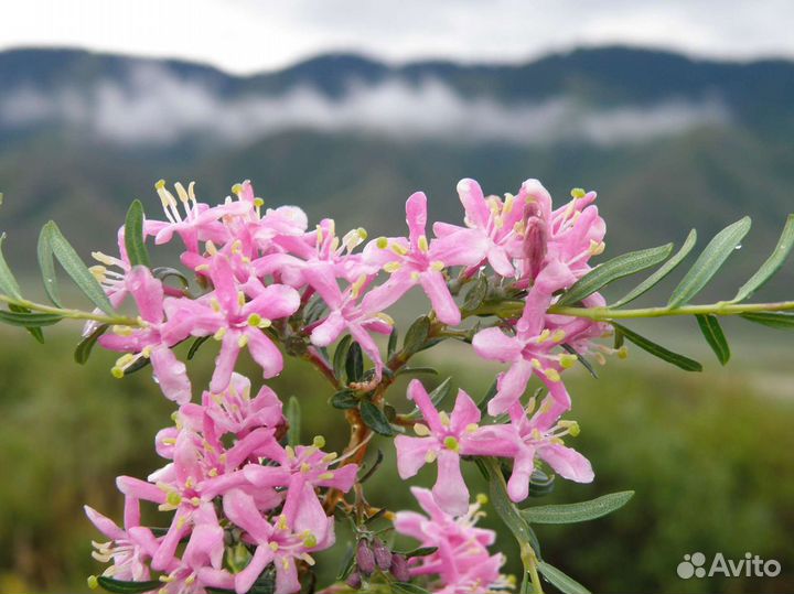 Жимолость Альберта
