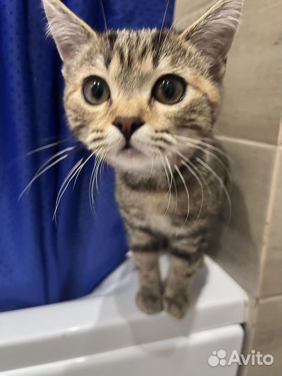 Кошка в дар бесплатно