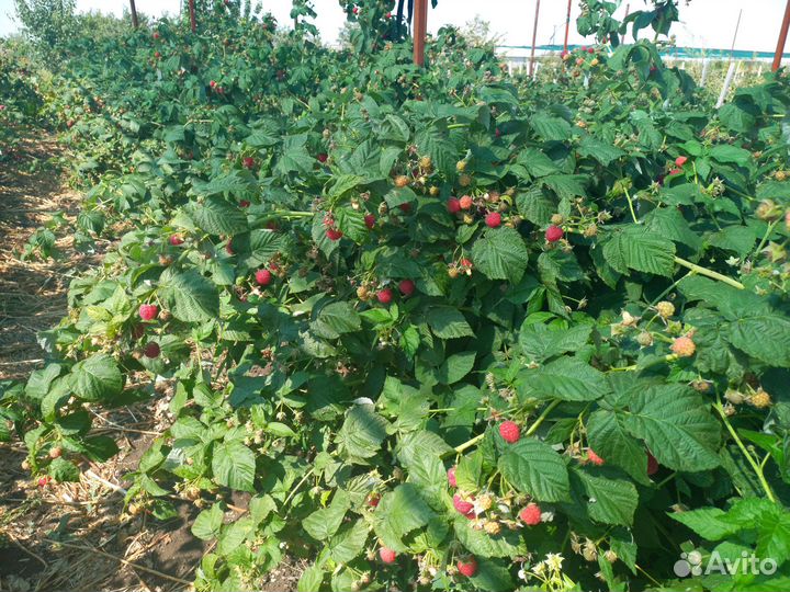 Сортовые саженцы малины