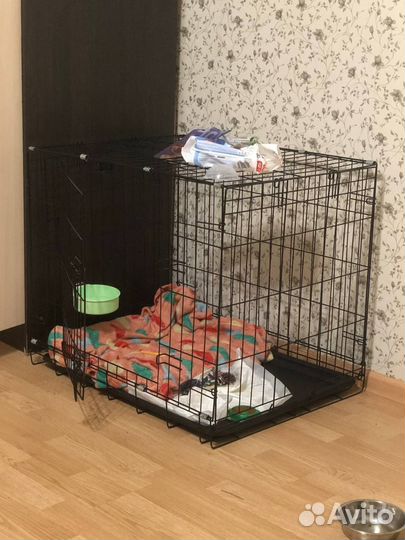 Питбуль щенок