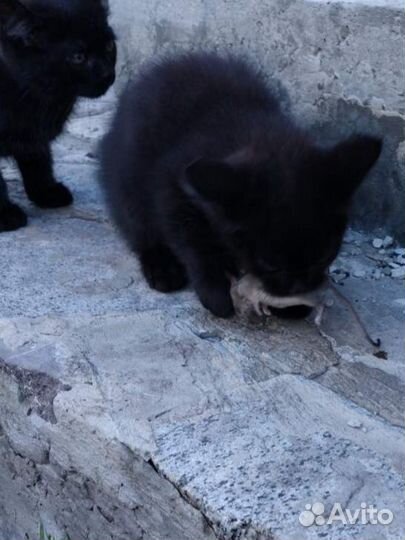 Котенок девочка