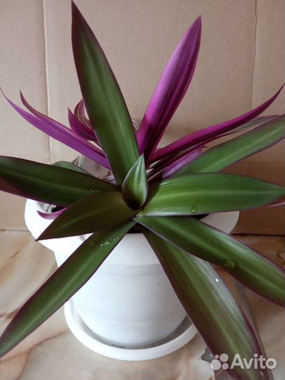 Рео(Кордилина)