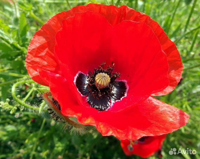 Мак декоративный