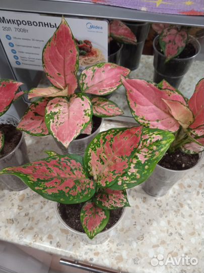 Аглаонема ред стар