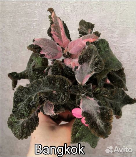 Акварельные эписции