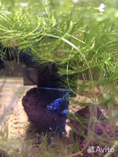 Аквариум 25 литров панорамный