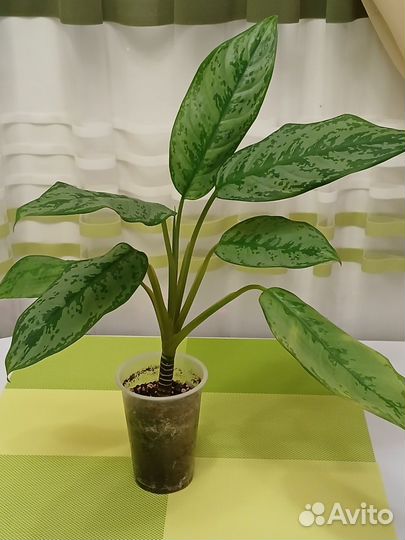 Аглаонема Фридман