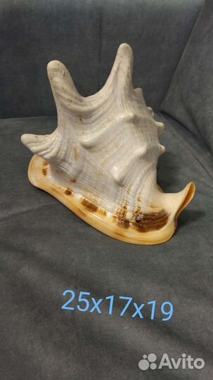 Ракушка морская большая