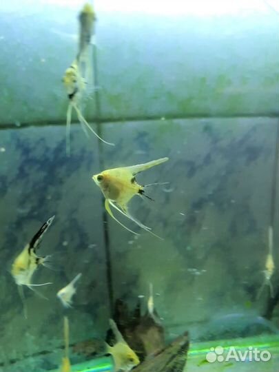 Подростки Скалярии