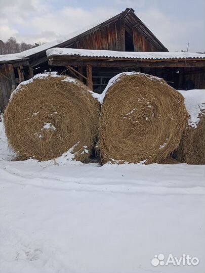 Продам сено в рулонах