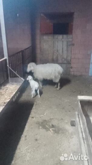 Овцы,бараны,ягнята