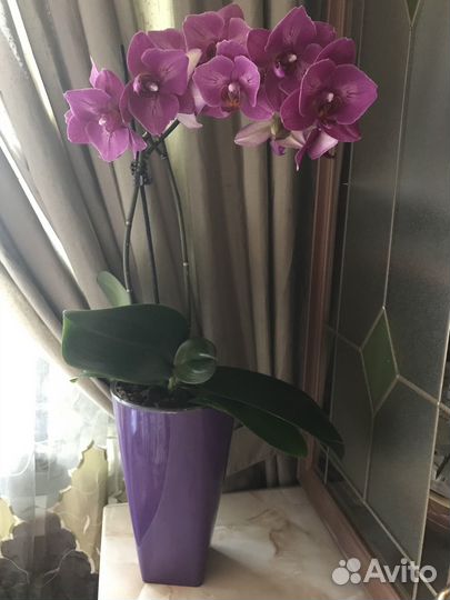 Шторы тюль в комнату 3 метра полиэстер