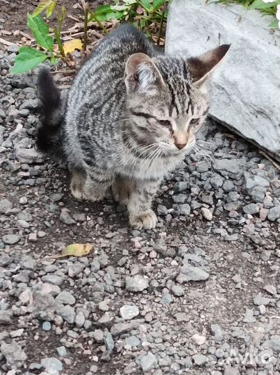 Котенок в добрые руки