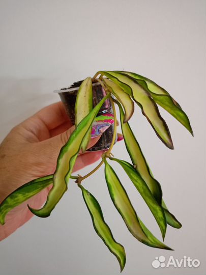 Хойя. Разные