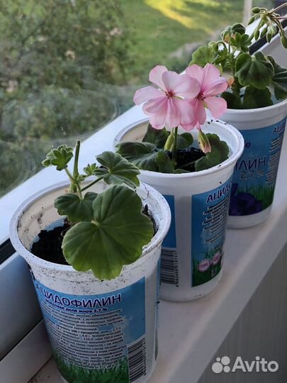 Пеларгония герань