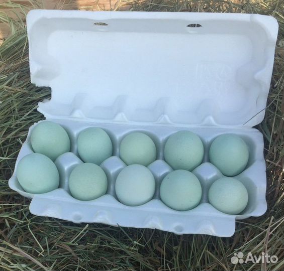 Инкубационное яйцо микс